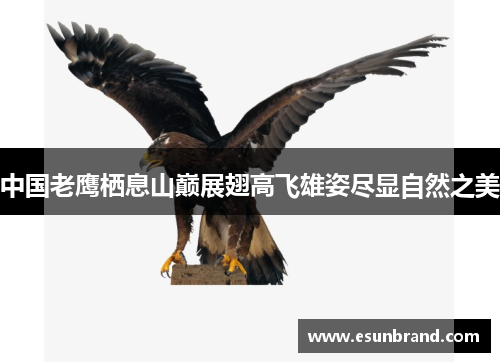 中国老鹰栖息山巅展翅高飞雄姿尽显自然之美